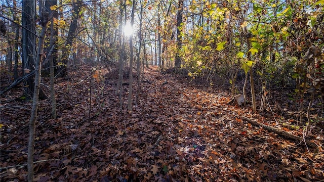 view of nature featuring a forest view