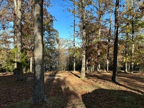 view of local wilderness