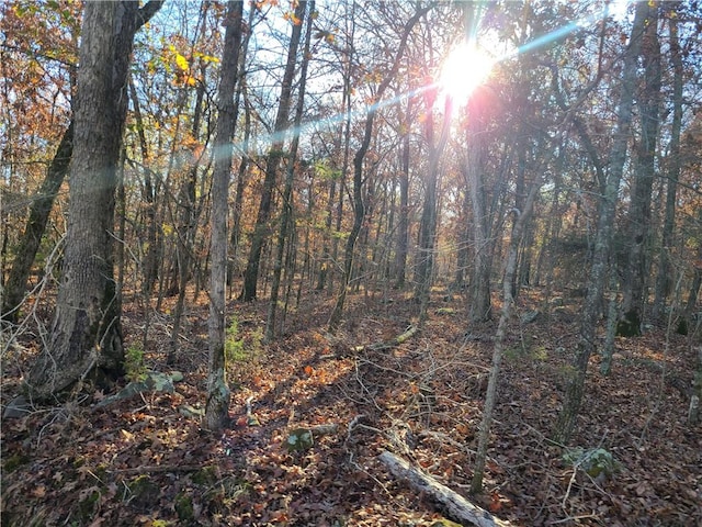 view of local wilderness with a wooded view