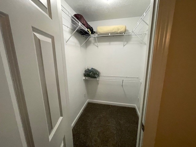 walk in closet featuring carpet floors