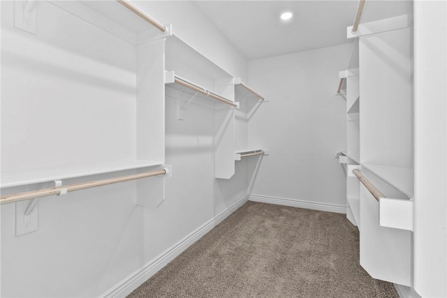 spacious closet featuring carpet floors