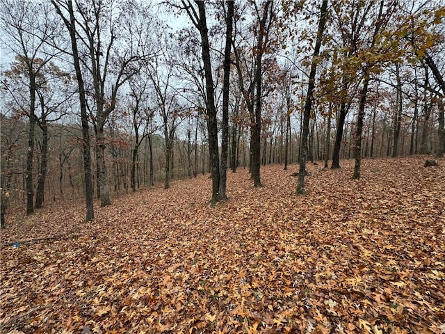 view of local wilderness