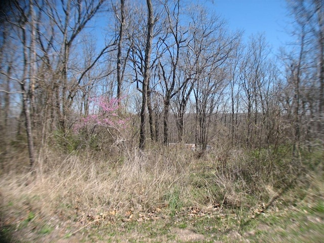 view of local wilderness