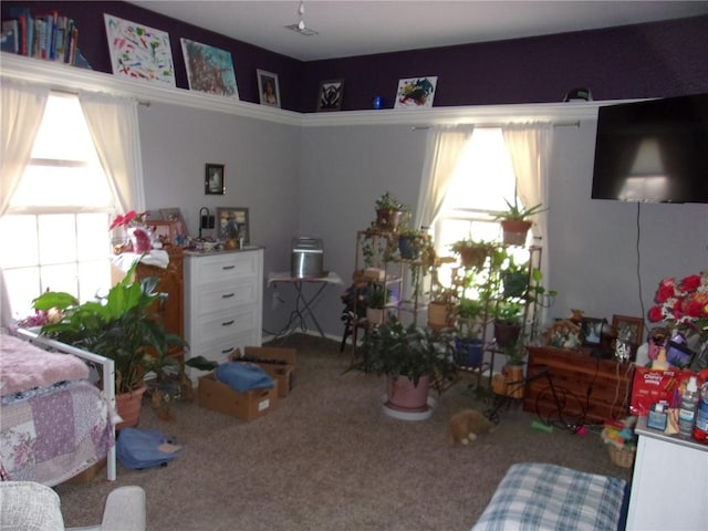 bedroom with multiple windows and carpet floors