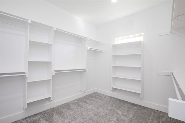 walk in closet featuring carpet flooring