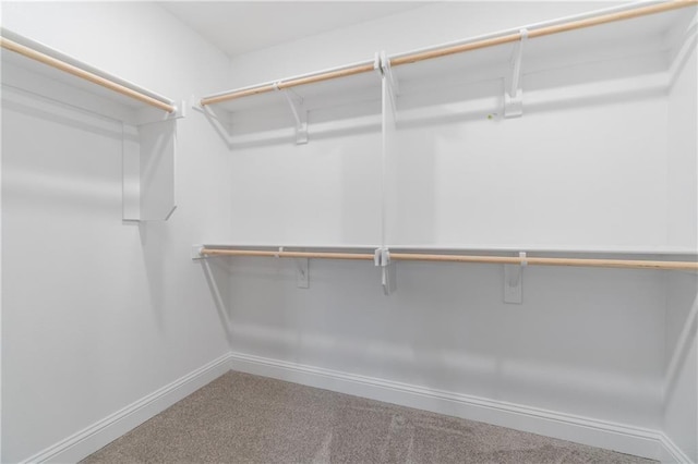 walk in closet with carpet floors