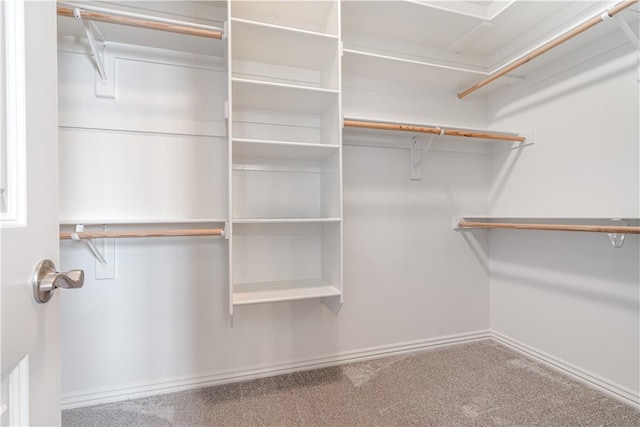 walk in closet with carpet flooring