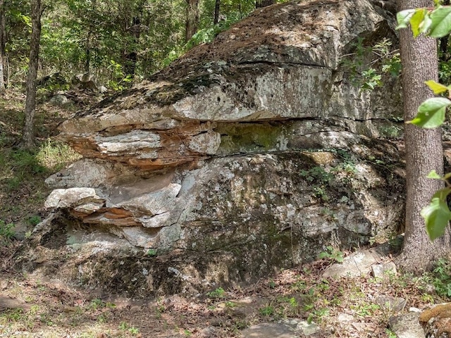 view of local wilderness