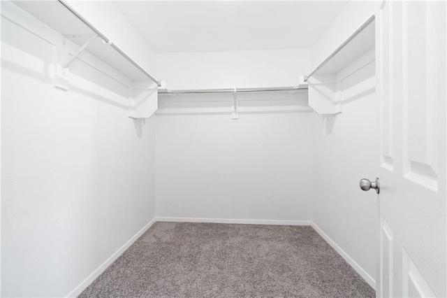 walk in closet with carpet floors