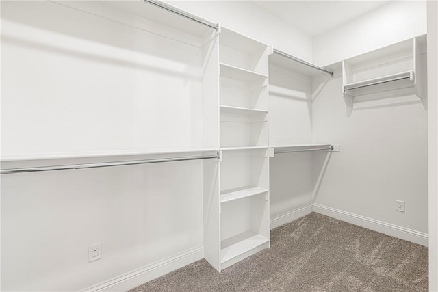 spacious closet featuring carpet floors