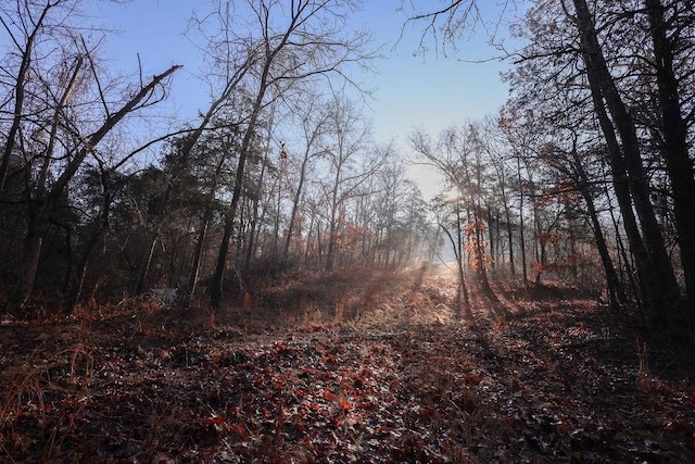 view of local wilderness