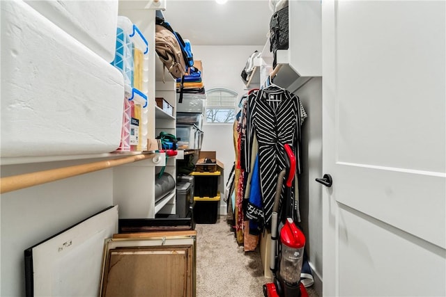 walk in closet featuring carpet flooring