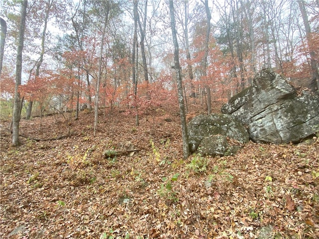 view of local wilderness