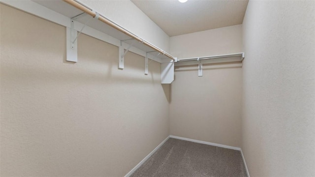 walk in closet with carpet flooring