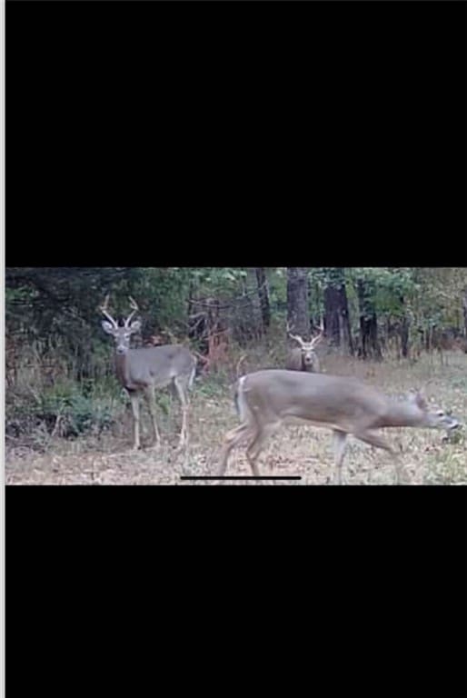 19407/19403 Dawn Hill E Rd, Gentry, AR 72734 - view of local wilderness