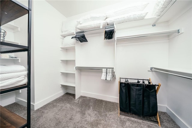 spacious closet featuring carpet flooring