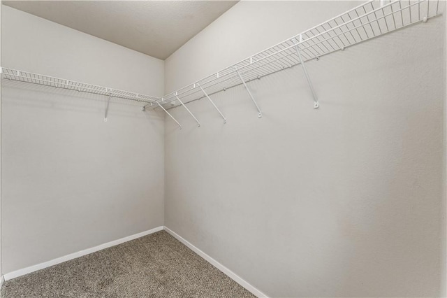 walk in closet with carpet flooring