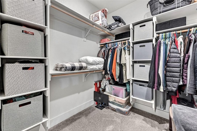 walk in closet with carpet floors