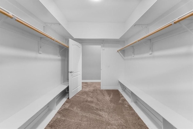 spacious closet featuring carpet