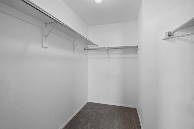 walk in closet featuring carpet flooring