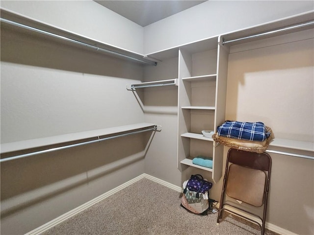 walk in closet with carpet floors