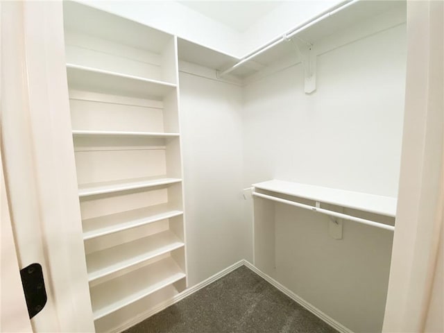 spacious closet featuring carpet flooring