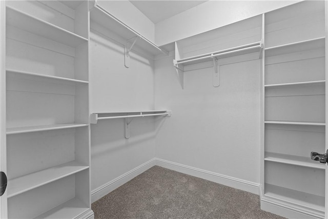 spacious closet featuring carpet