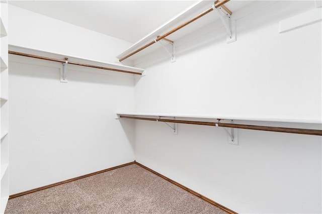 spacious closet featuring carpet floors