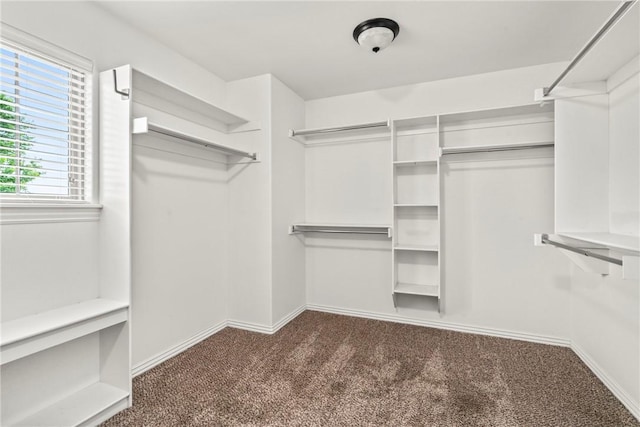 walk in closet with carpet