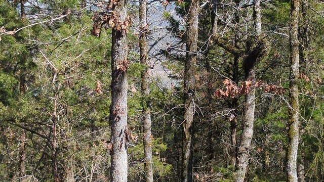 000 Ridge Dr, Dardanelle, AR 72834 - photo 6