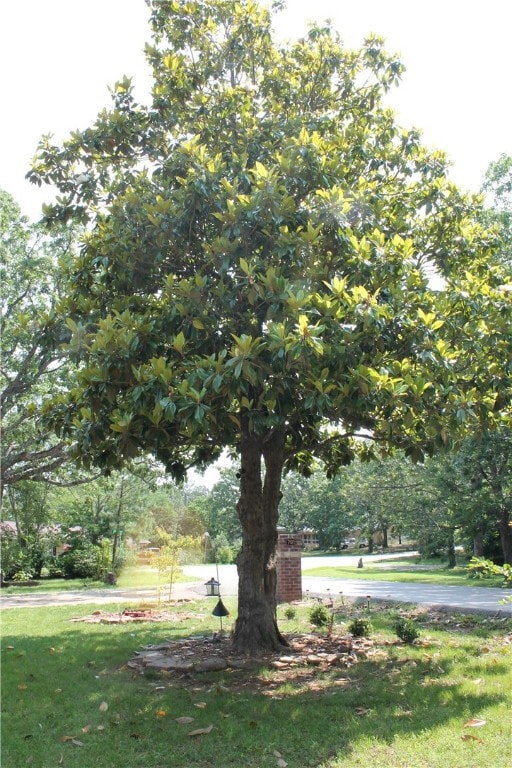 701 Crossbow Rd, Huntsville, AR 72740 - view of green lawn