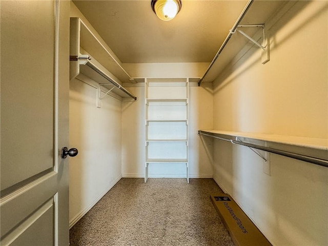 spacious closet featuring carpet floors