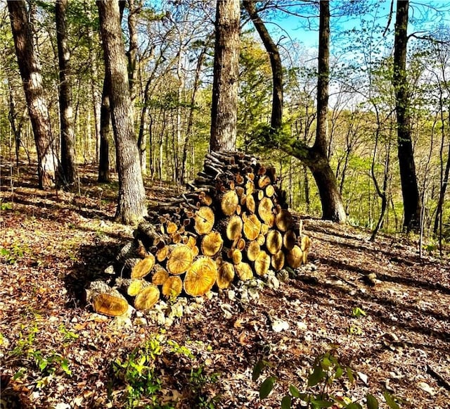 view of local wilderness