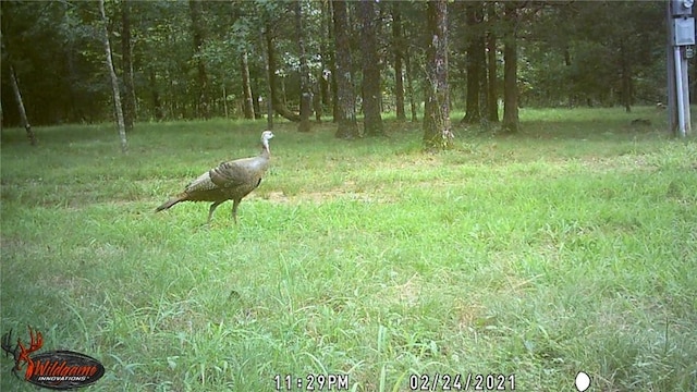 23045 Liberty Trl, Natural Dam, AR 72948 - view of yard