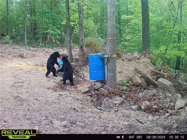 TBD Madison 3625, Kingston, AR 72742 - photo 42