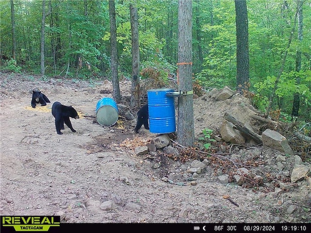 TBD Madison 3625, Kingston, AR 72742 - photo 45