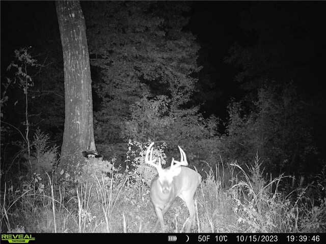 TBD Madison 3625, Kingston, AR 72742 - photo 36