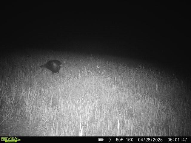 TBD Madison 3625, Kingston, AR 72742 - photo 29