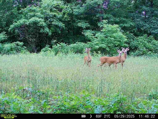 TBD Madison 3625, Kingston, AR 72742 - photo 37