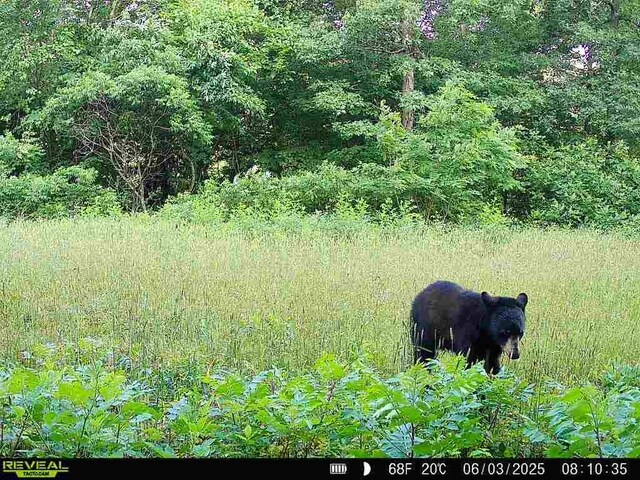 TBD Madison 3625, Kingston, AR 72742 - photo 52