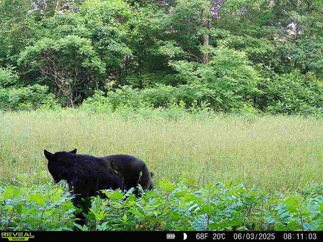 TBD Madison 3625, Kingston, AR 72742 - photo 53