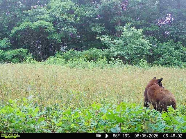 TBD Madison 3625, Kingston, AR 72742 - photo 54