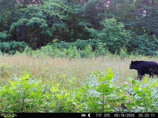 TBD Madison 3625, Kingston, AR 72742 - photo 56