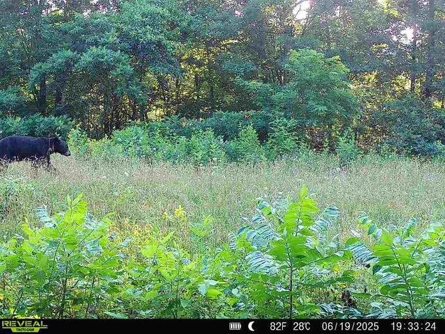 TBD Madison 3625, Kingston, AR 72742 - photo 57