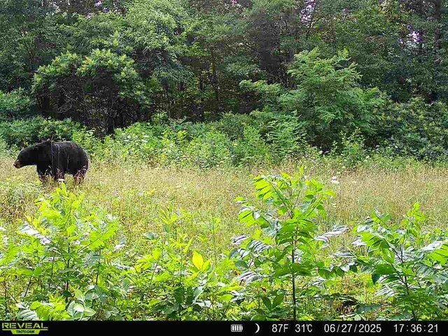 TBD Madison 3625, Kingston, AR 72742 - photo 58