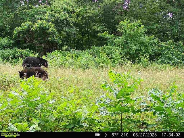 TBD Madison 3625, Kingston, AR 72742 - photo 59