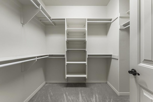 walk in closet with carpet floors