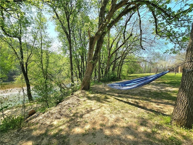 view of yard featuring a wooded view