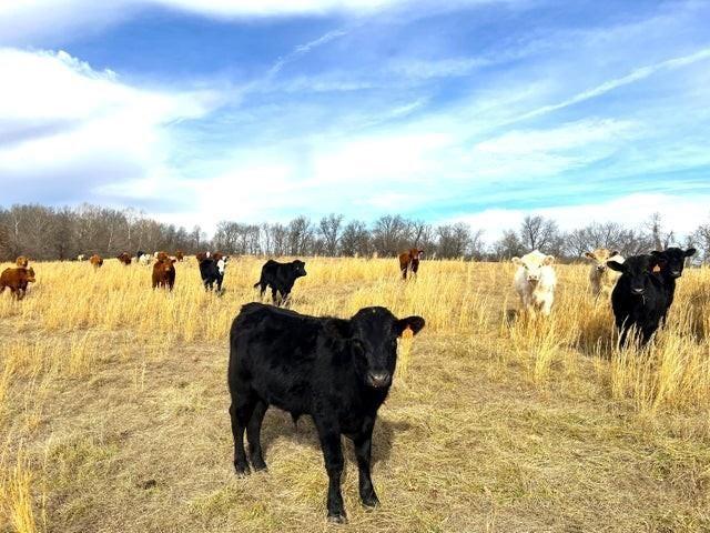 240ACRES N Business 71 Hwy, Anderson, MO 64831 - photo 3