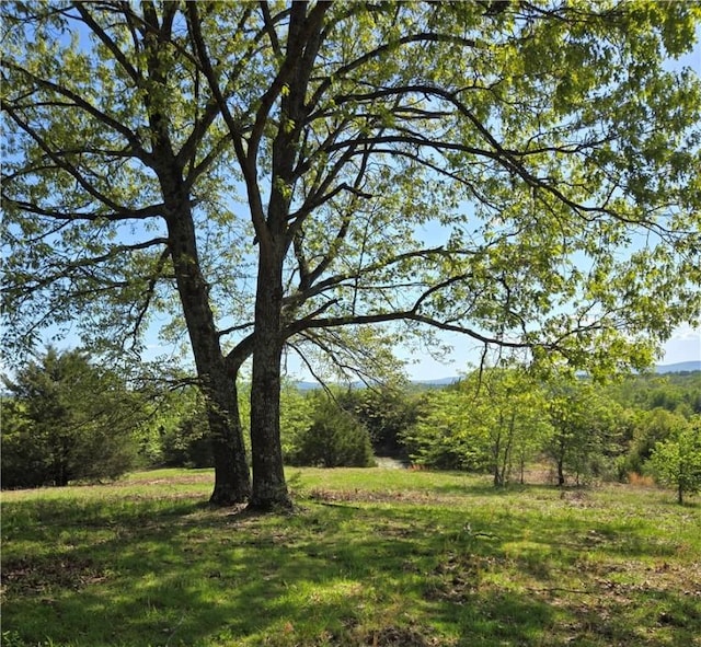 Fallen Tree, Marshall, AR 72650